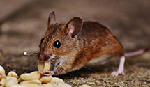 24 Hour & Emergency Exterminators in Timbo, AR